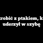 Co zrobić z ptakiem, który uderzył w szybę