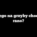 Dlaczego na grzyby chodzi się rano?