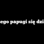 Dlaczego papugi się dziobią?