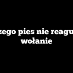 Dlaczego pies nie reaguje na wołanie