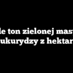 Ile ton zielonej masy kukurydzy z hektara