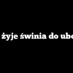 Ile żyje świnia do uboju