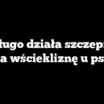 Jak długo działa szczepionka na wściekliznę u psa