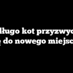 Jak długo kot przyzwyczaja się do nowego miejsca?