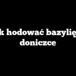 Jak hodować bazylię w doniczce