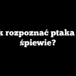 Jak rozpoznać ptaka po śpiewie?