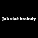 Jak siać brokuły