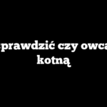 Jak sprawdzić czy owca jest kotną