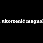 Jak ukorzenić magnolię?