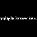 Jak wygląda krzew żarnowca