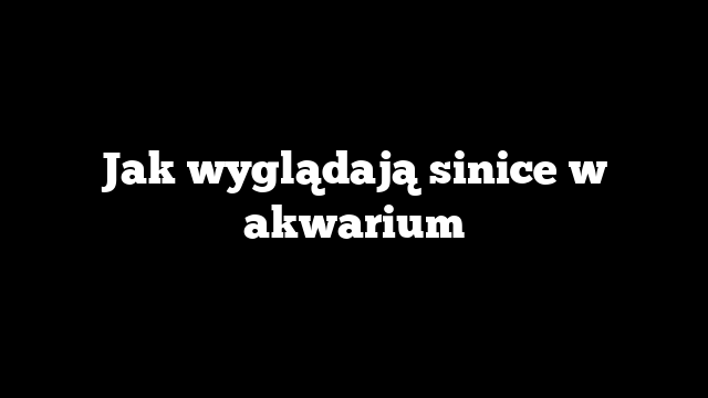 Jak wyglądają sinice w akwarium