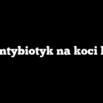 Jaki antybiotyk na koci katar?