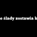 Jakie ślady zostawia kuna