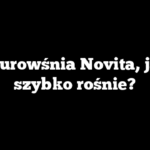 Laurowśnia Novita, jak szybko rośnie?