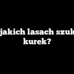 W jakich lasach szukać kurek?